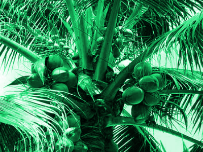K. B. Hebbar, P. Subramanian, T. L. Sheena, K. Shwetha, P. Sugatha, M.Arivalagan : Chlorophyll and nitrogen determination in coconut using a non-destructive method